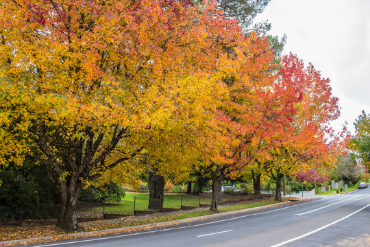 Beautiful Autumn Trees on the street