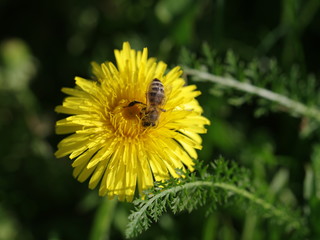 Biene auf Löwenzahn 6068