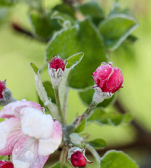 morning frost on an apple blossoms,april 21,2017.region of prespa,macedonia