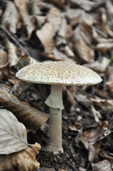 Eatable mushroom, Amanita rubescens, in the forest. Delicious edible mushroom - the blusher 