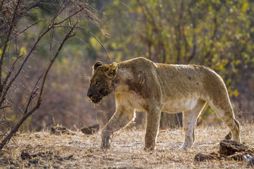 African lion in Kruger National park, South Africa