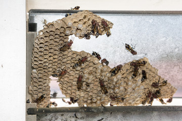 Fototapeta na wymiar Wasp nest with wasps sitting on it. Wasps polist.