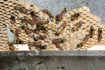 Wasp nest with wasps sitting on it.