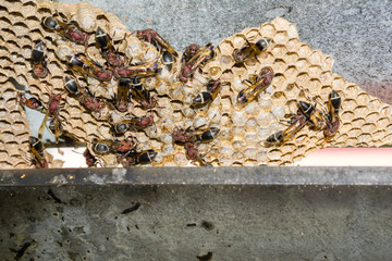 Wasp nest with wasps sitting on it.