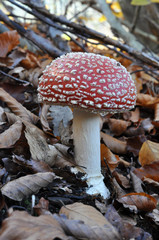 Amanita muscaria or Fly-agaric, Close up photo of a poisonous Red toadstool mushroom in the forest