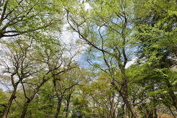 神代植物公園の新緑