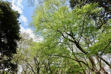 神代植物公園の新緑