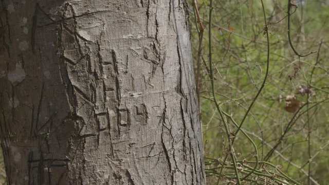 Name Carved Into Tree In Forest with Year