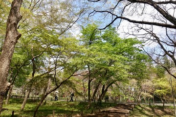 神代植物公園の新緑