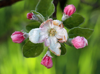 Obraz premium morning frost on an apple blossoms,april 21,2017.region of prespa,macedonia