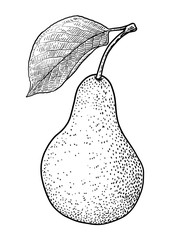 Pear  illustration, drawing, engraving, ink, line art, vector