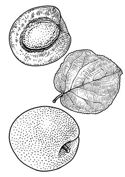 Apricot  illustration, drawing, engraving, ink, line art, vector