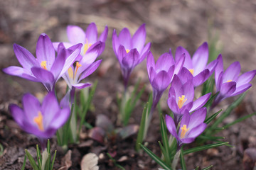 Crocuses - small, spring-flowering plant with purple flowers