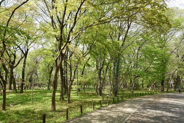 神代植物公園の新緑