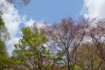 Obraz premium 神代植物公園の新緑