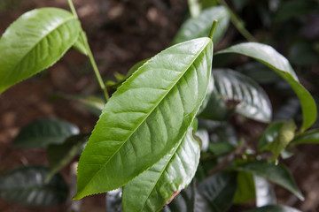 Obraz premium Молодые листья чайного куста.