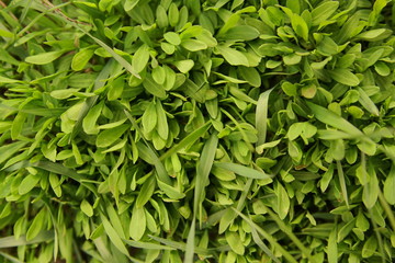 Fototapeta premium Many small green leaves natural background