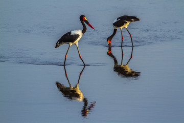 Saddle-billed stork in Kruger National park, South Africa