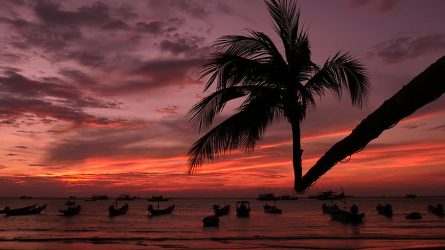 Palm and long tail boats on tropical beach at sunset. Koh Tao island, Surat Thani Province, Thailand