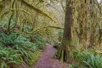 The Olympic Peninsula is home for gorgeous rain forests. HOH RAIN FOREST, Olympic National Park, Washington state, USA