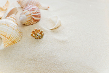 Fototapeta na wymiar Clams on thesea sand