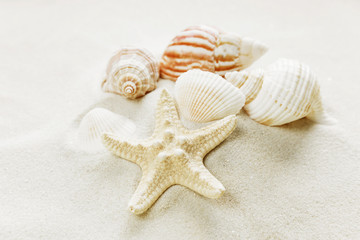 Fototapeta na wymiar Clams and starfishes on thesea sand