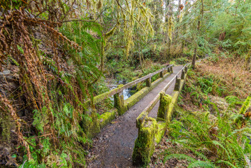 Fototapeta premium Wooden bridge on a background of the temperate rain forests. HOH RAIN FOREST, Olympic National Park, Washington state, USA