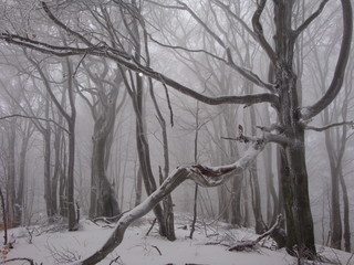  Mysterious carpathians