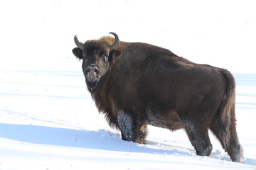 Bison bonasus