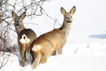 two deeer in winter