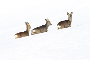  Fight for winter survival