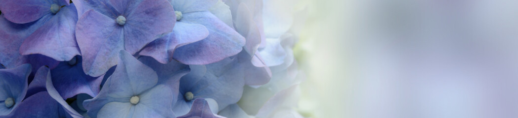 Purple Hydrangea Flower banner