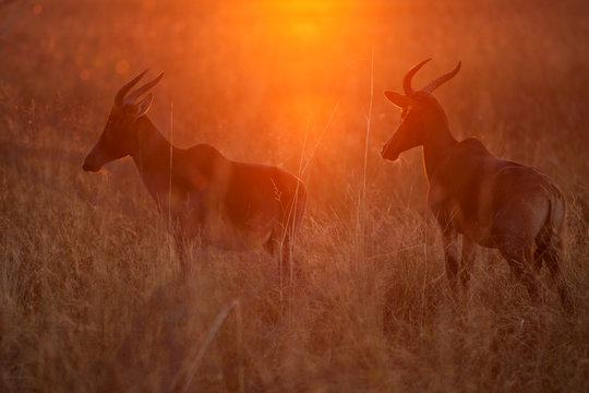 hartebeest