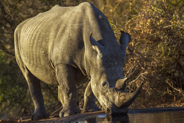 Fototapeta premium Southern white rhinoceros in Kruger National park, South Africa