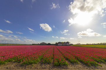 Fototapeta na wymiar Beautiful flower field in spring time in The Netherlands.