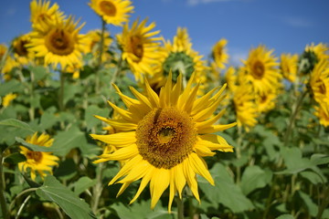 Naklejka premium ヒマワリ