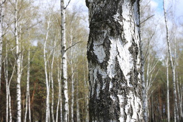 Fototapeta premium Pnie brzozy w lesie / brzozy w słońcu wiosną / brzozy w jasnym słońcu / brzozy z białą korą / piękny krajobraz z białymi brzozami