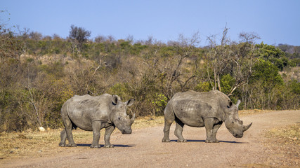 Fototapeta premium Southern white rhinoceros in Kruger National park, South Africa