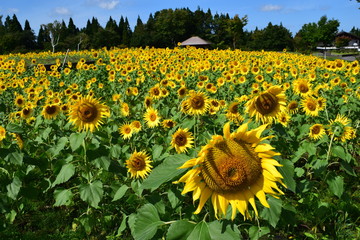 Obraz premium ヒマワリ