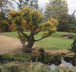 Pseudolarix japonica / Faux mélèze du Japon