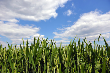 Green wheat on blue sky background