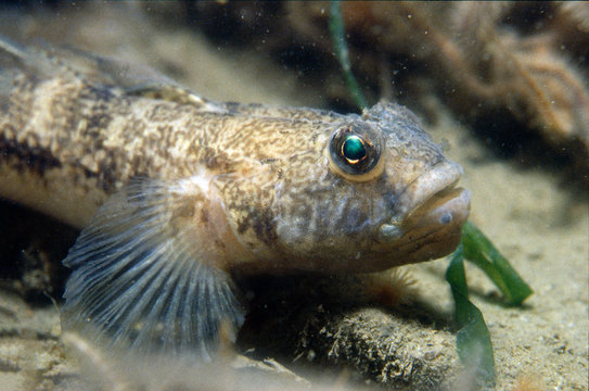 bullhead on the sand with some eggs in his mouth