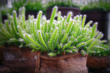 cactus  in pot shaped sack at shop of flower