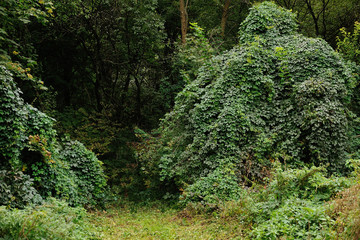 The curling plant weaved all the trees in the forest