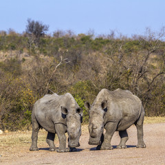 Fototapeta premium Southern white rhinoceros in Kruger National park, South Africa