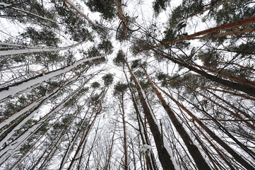 Beautiful trees in the forest, view from below