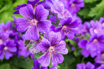 fiori