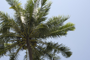 Fototapeta na wymiar Picture near coconut tree