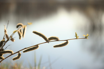 Young shoots, buds of trees in spring