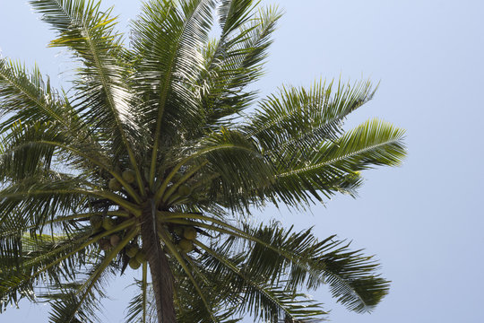 Picture near coconut tree © JR